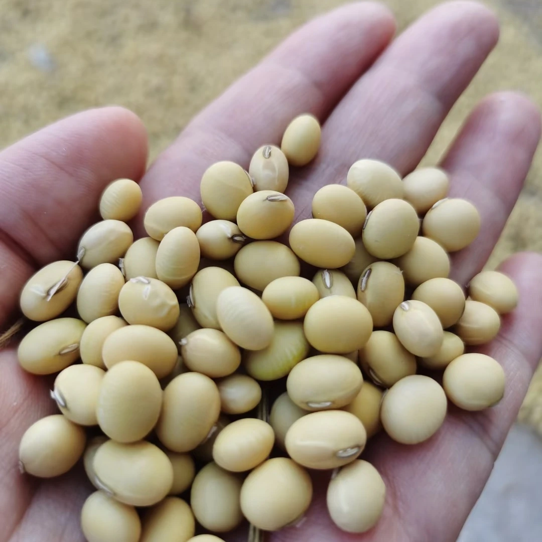 高山农家自产高蛋白黄豆可打豆浆可长豆芽
