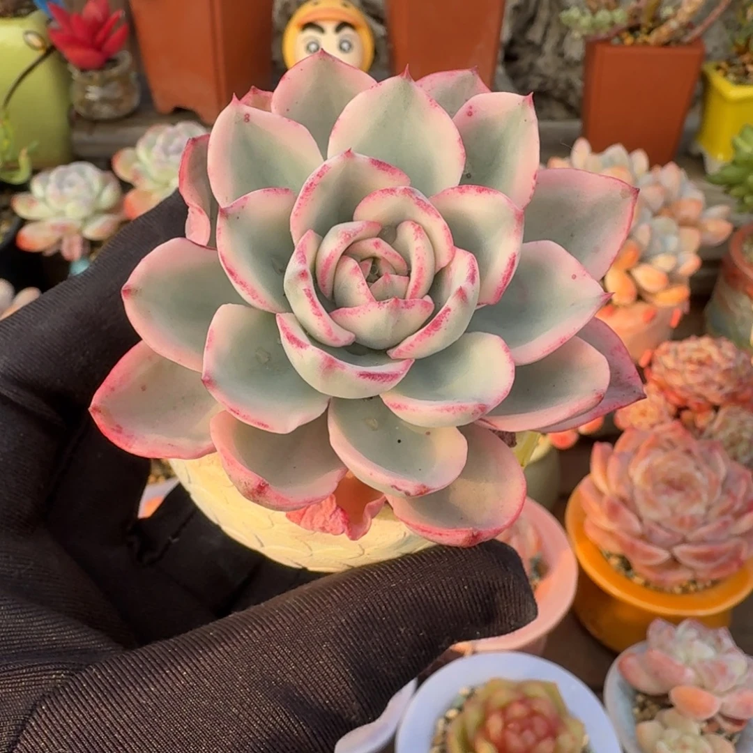 黄桃锦 多肉含盆土 一物一拍