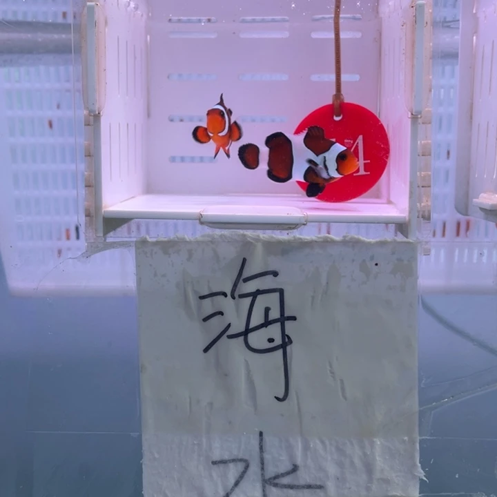 海水鱼精品玛瑙2条4左右