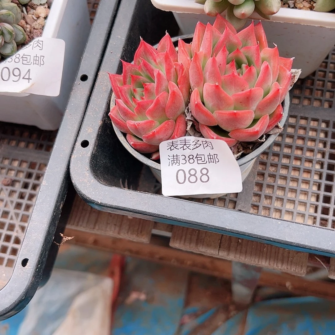 1***翁多肉一物一拍植物088