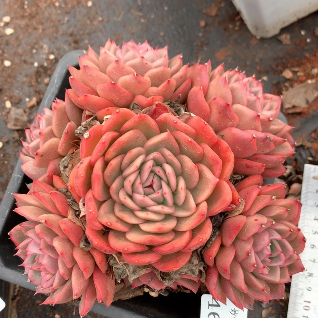 4626杂交多肉植物基地