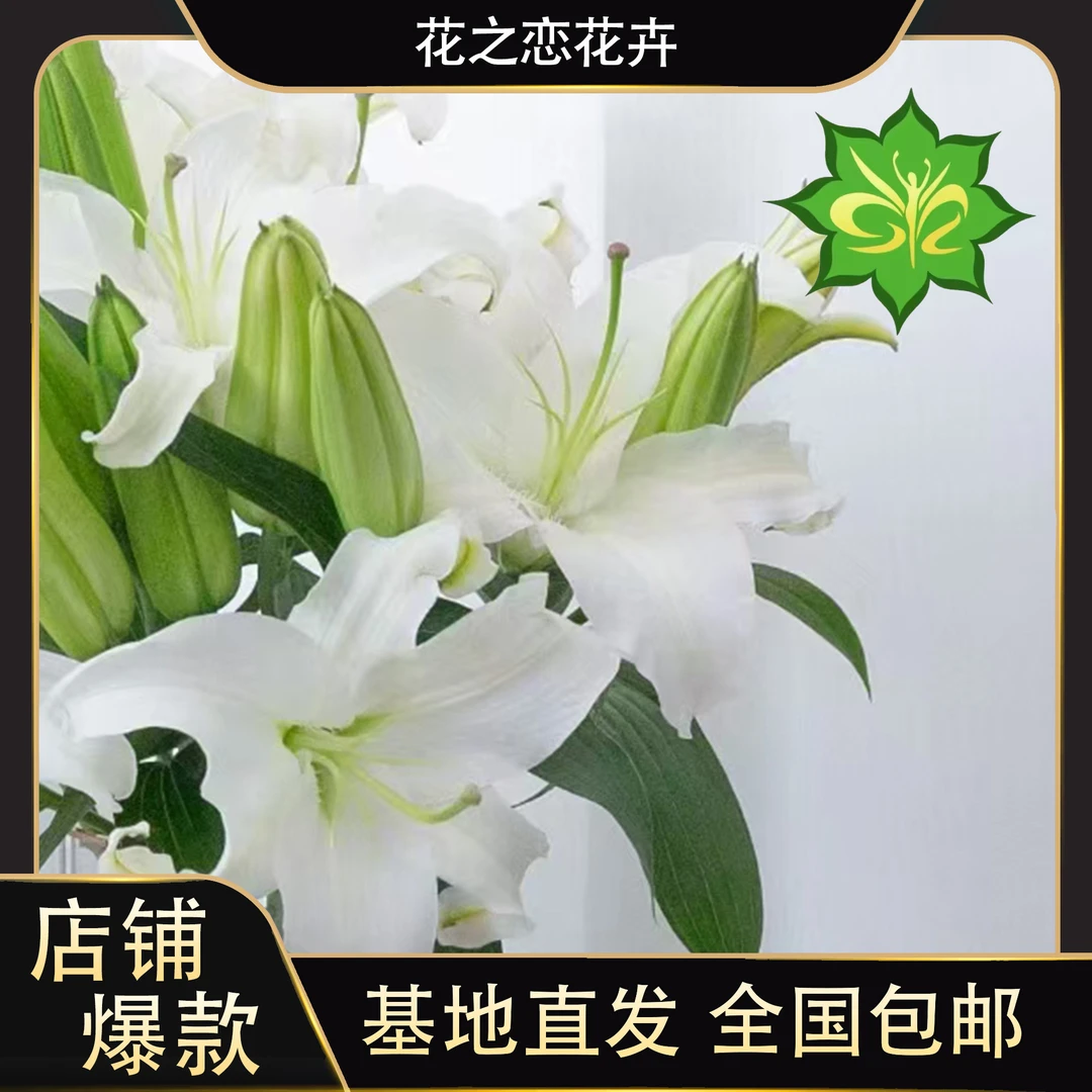 西伯利亚香水百合   居家办公优选《东北基地发货》