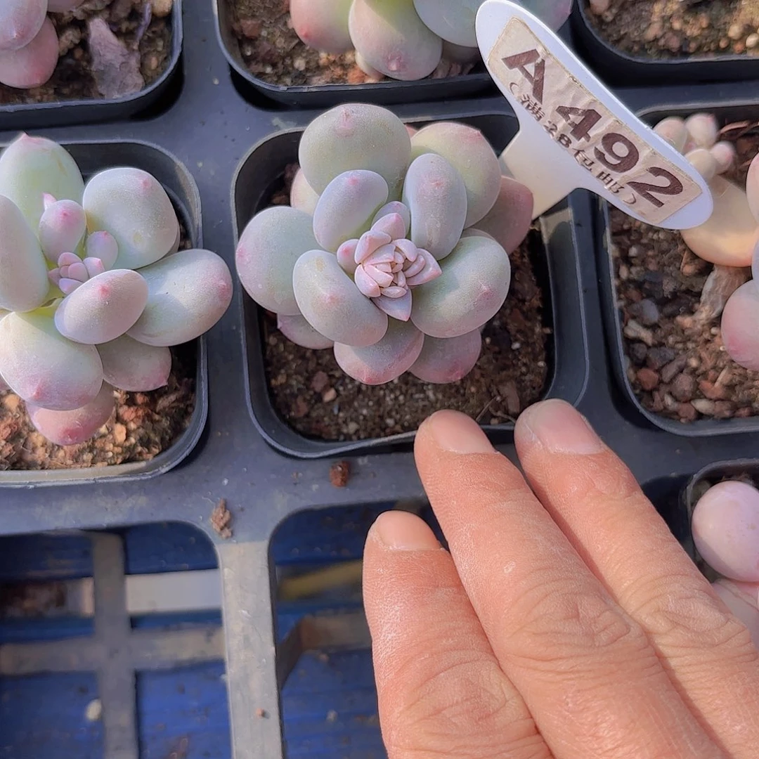 A492苹果奶杂一物一拍