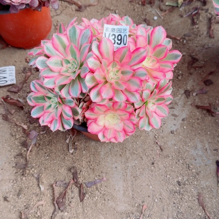 390倾城官服20左右2