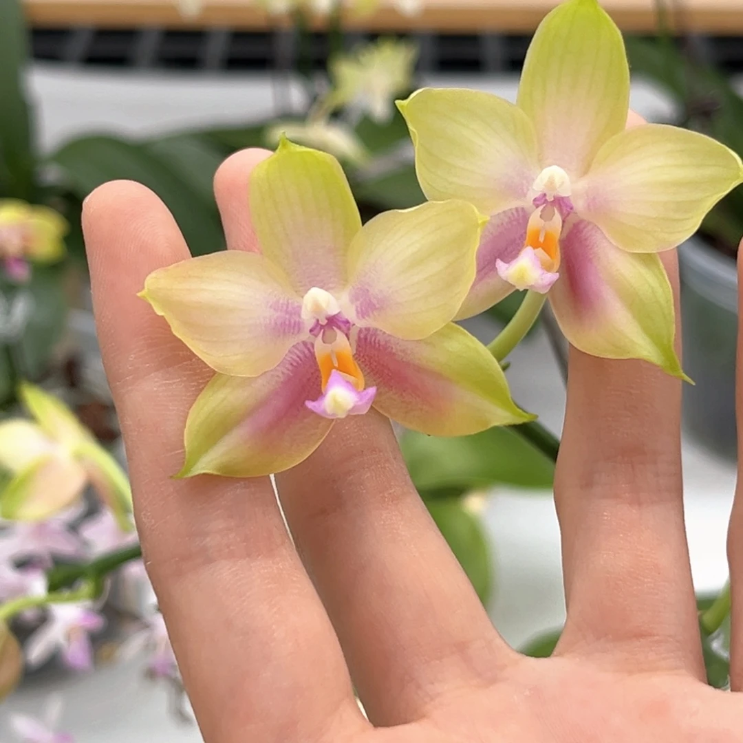 完全开放4寸鹰隼彩虹开花株