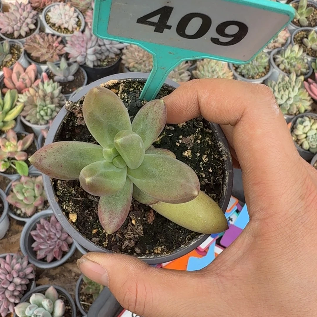 多肉植物朵唯奇409