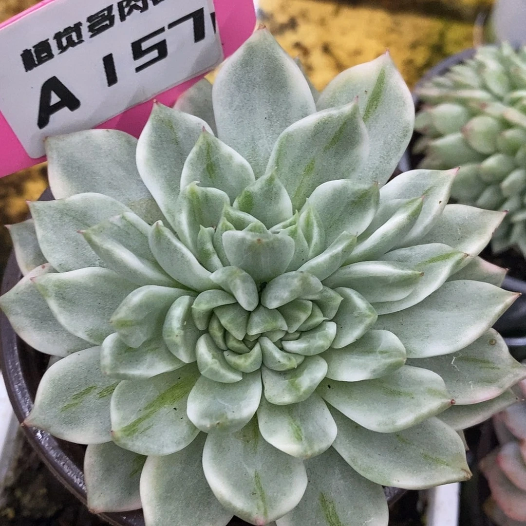 157双面追化哈哈哈哈