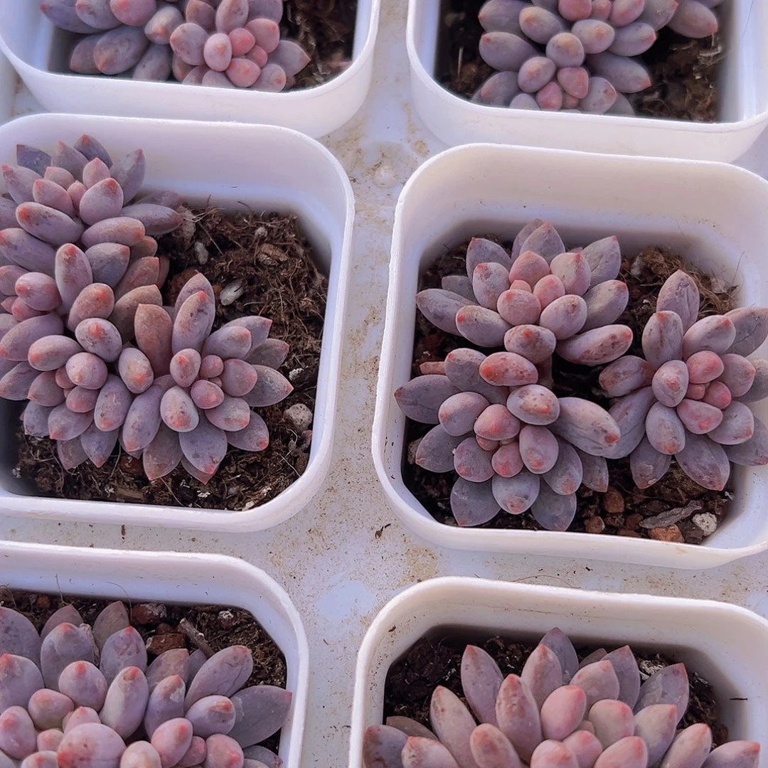 蓝舌群19包邮多肉植物