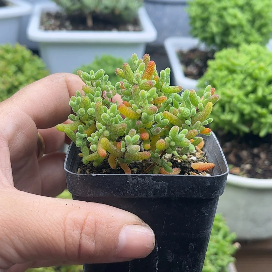 秦***代蜜桔糖球优选枝干番杏