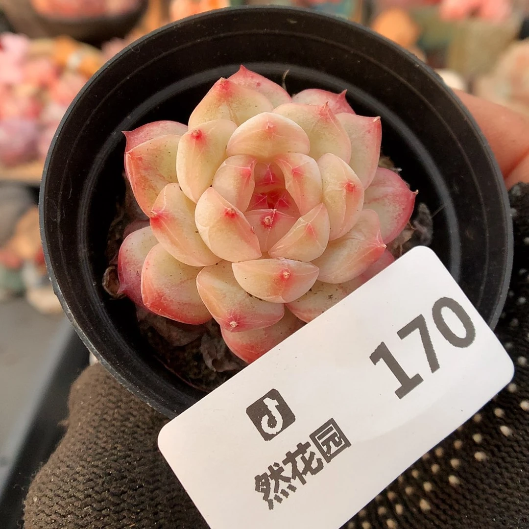 170樱花多肉植物6663