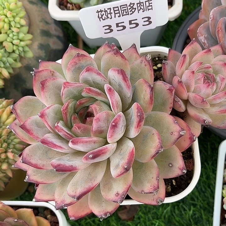 C***n多肉植物3553…………