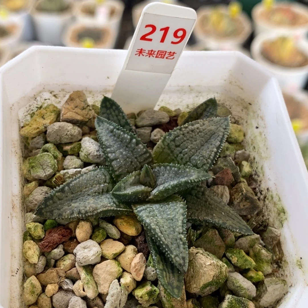 219号银狼蛛多肉植物