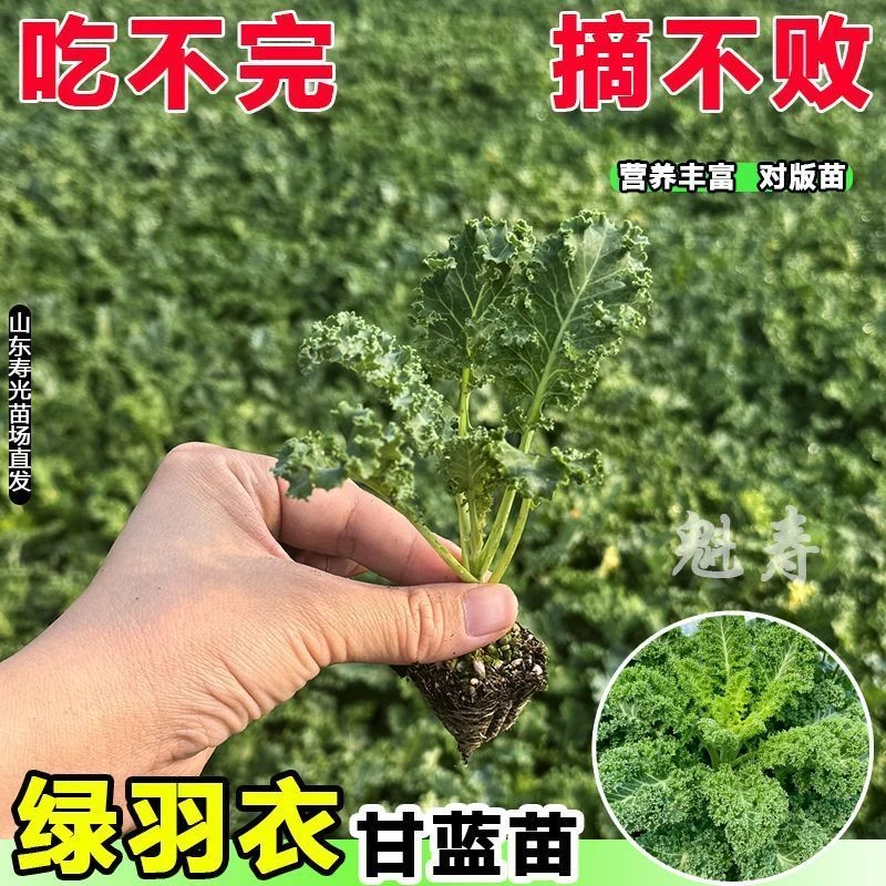 摘不败羽衣甘蓝苗秧四季盆栽绿紫粉羽衣甘蓝观赏食用蔬菜种子阳台