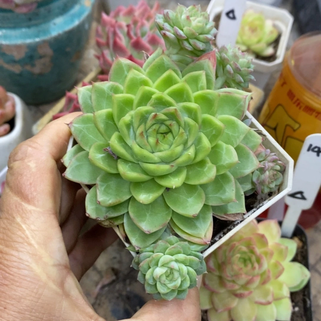 安****精品多肉一物拍不包整75