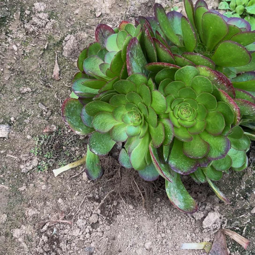 万圣节多肉植物捧花的
