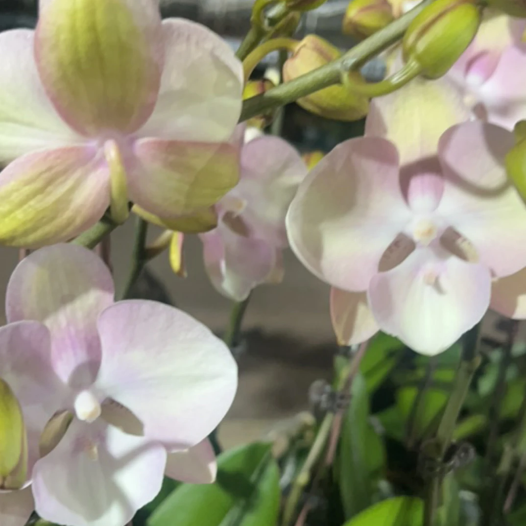 蝴蝶兰 威尼斯 带花带花苞