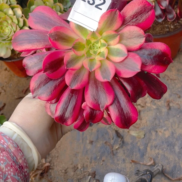 多肉黑金蛇毒美杜莎232