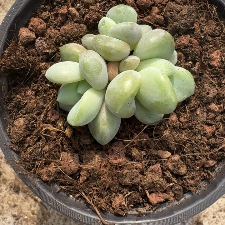 芒果冰 3头 一物一拍