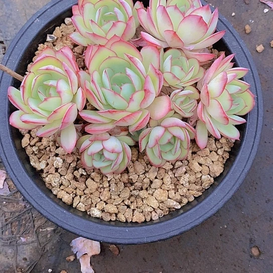 果***乐丹亭多肉植物群