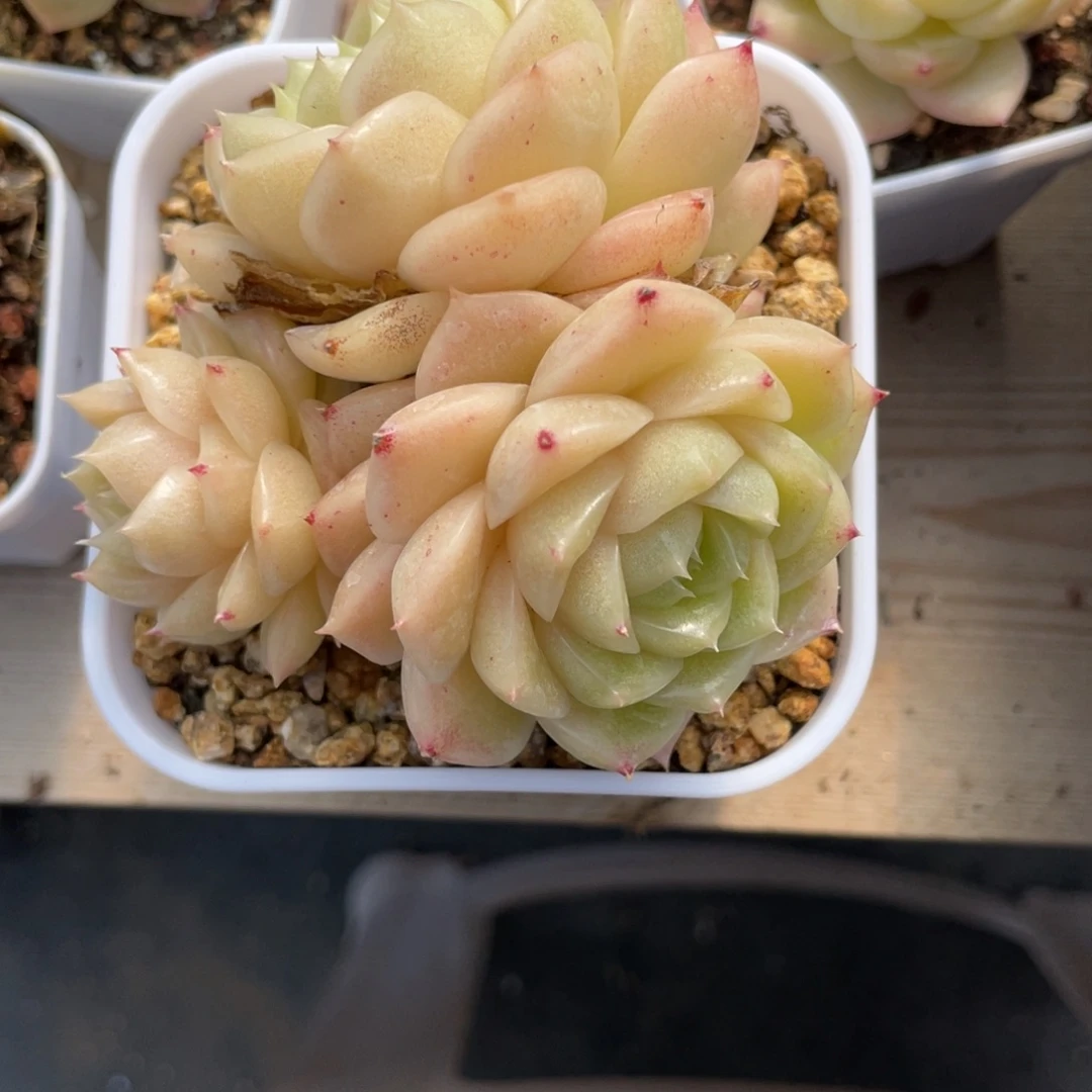 优选麦杆多肉福利1288
