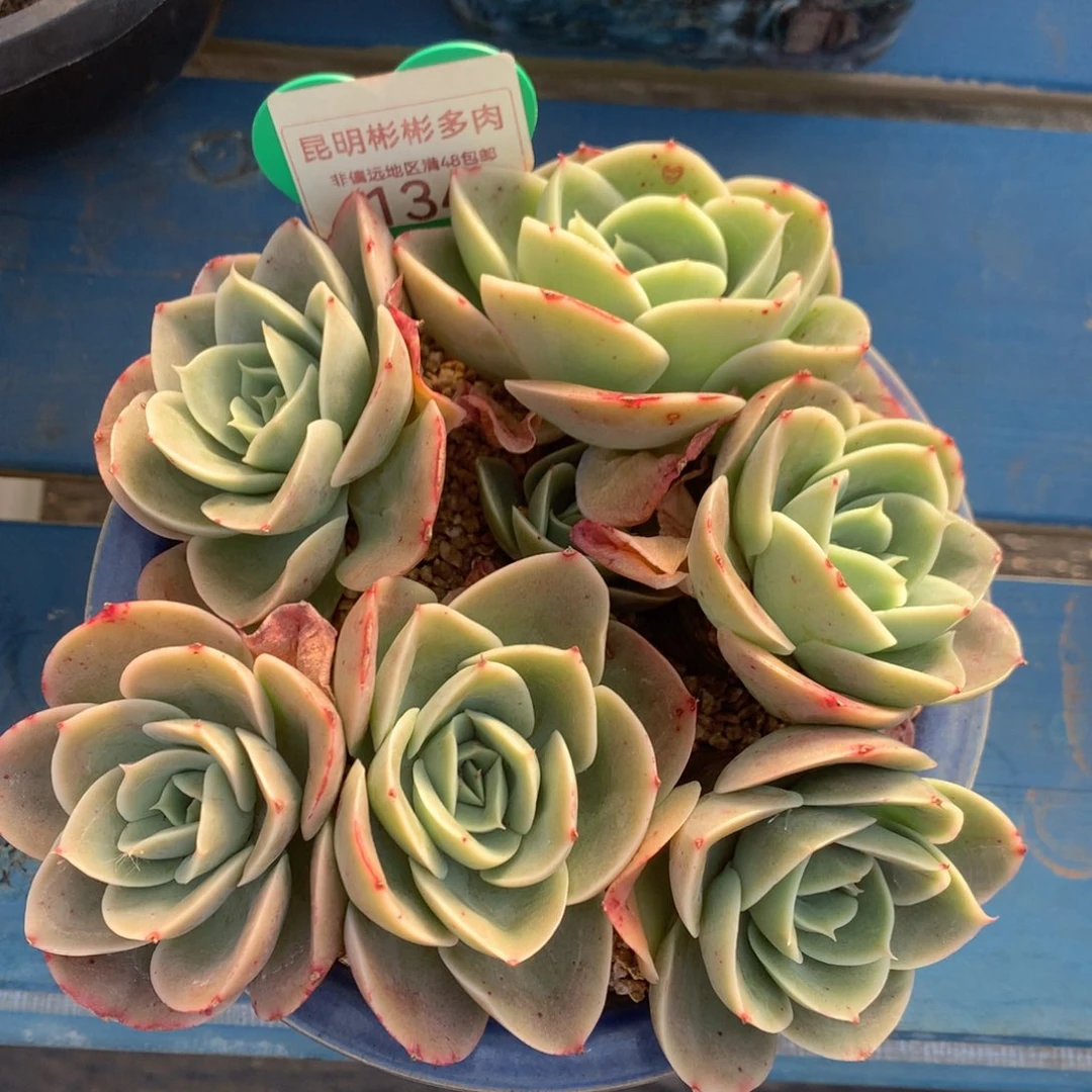 辛娜塔老桩无砍134