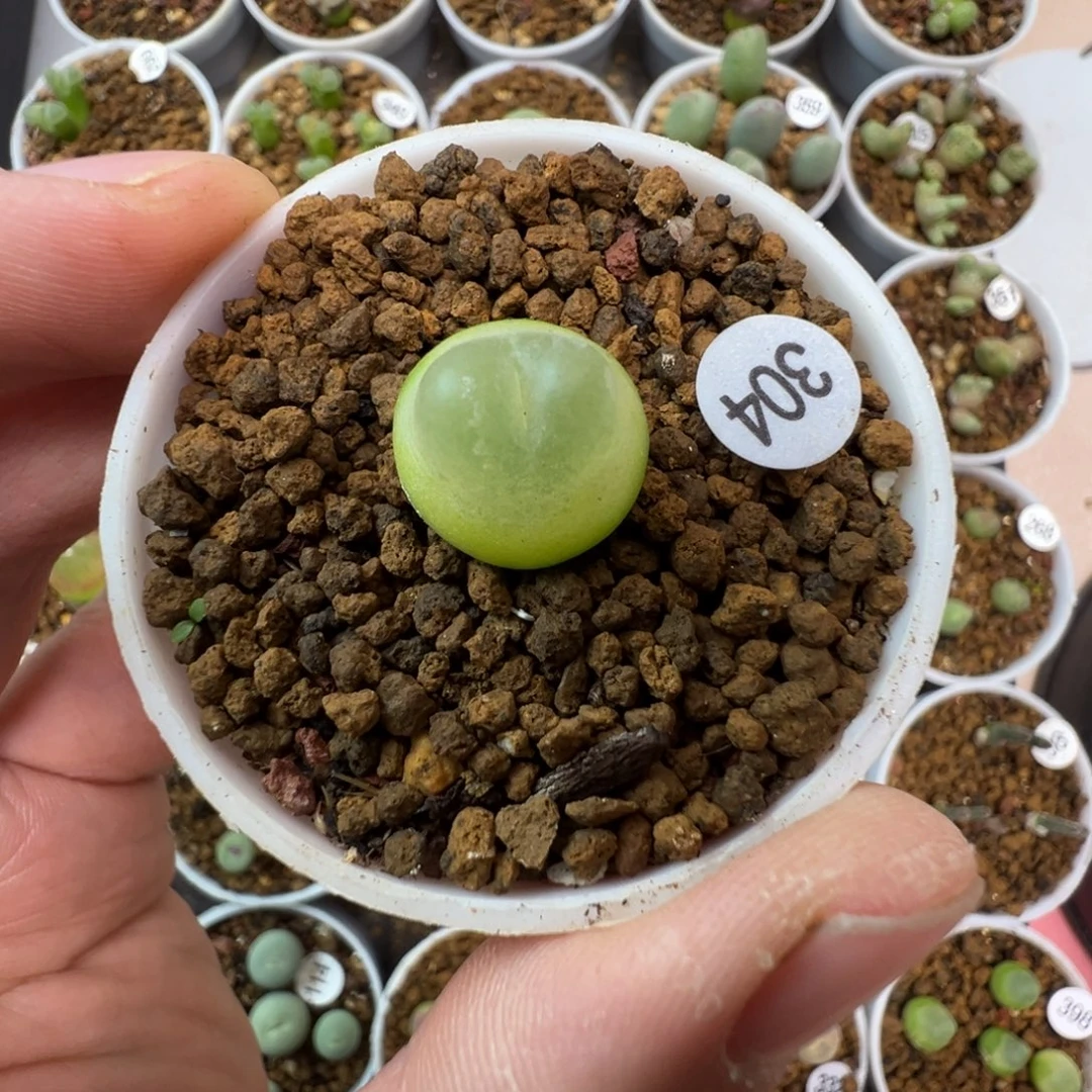 拉登一颗脱土3040000