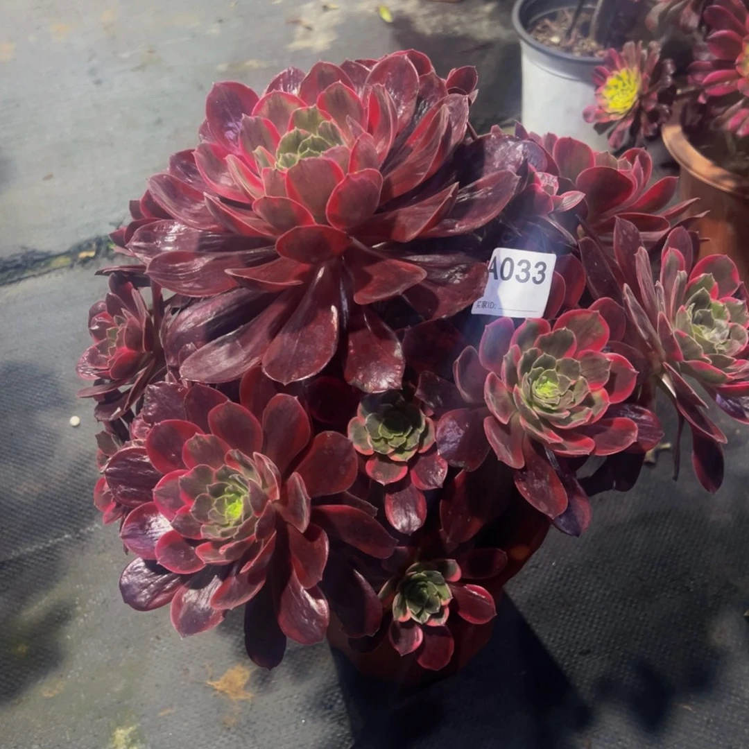 君*花033赤霞仙子法师，多肉植物