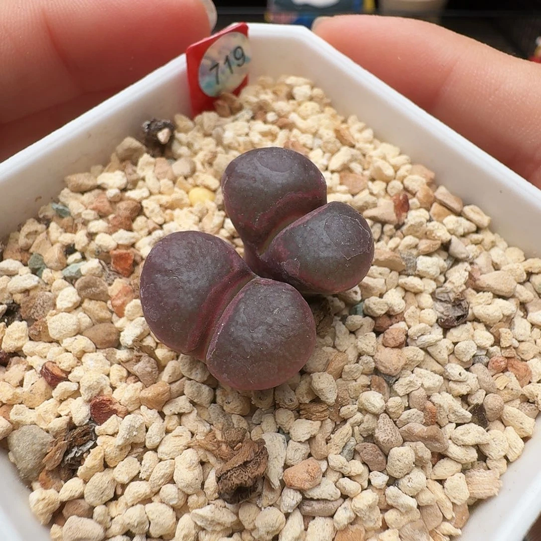 多肉植物福利风铃719