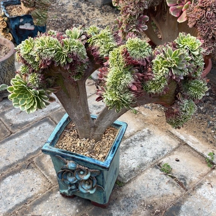 法师老桩缀化朝霞