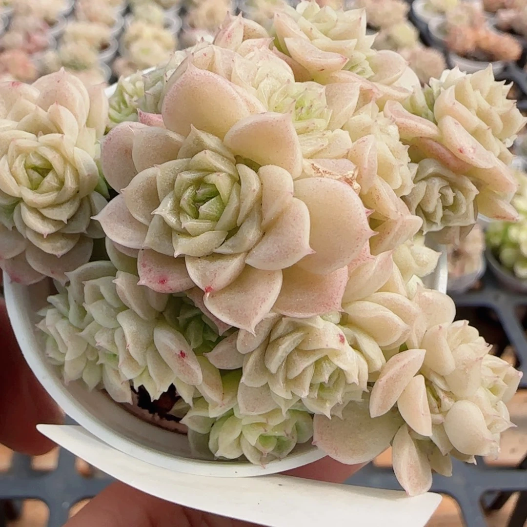 花语逸镜0426-40散