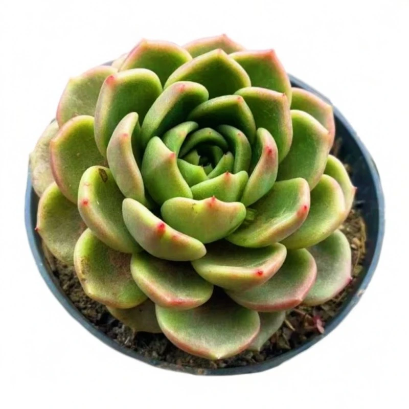 单头白玫瑰（多肉）2颗 脱土发货 莲花座盆栽多肉