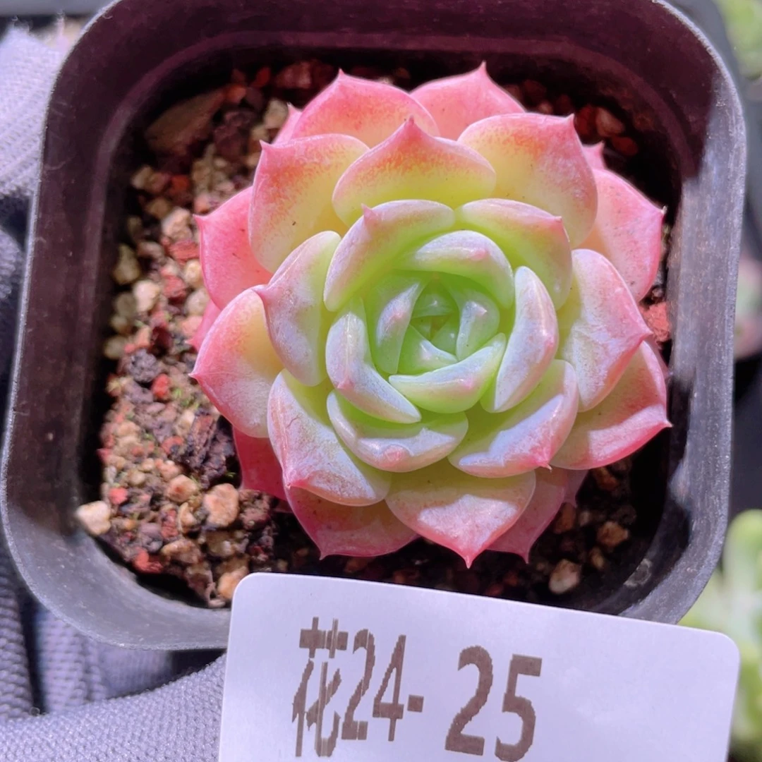 花利美24-25纯爱