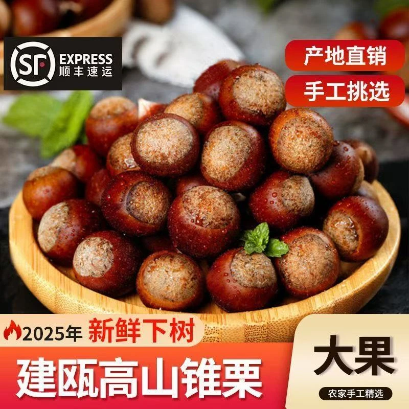 2025正宗建瓯高山圆锥栗新鲜现摘现发内膜好剥自家新油锥栗毛栗子