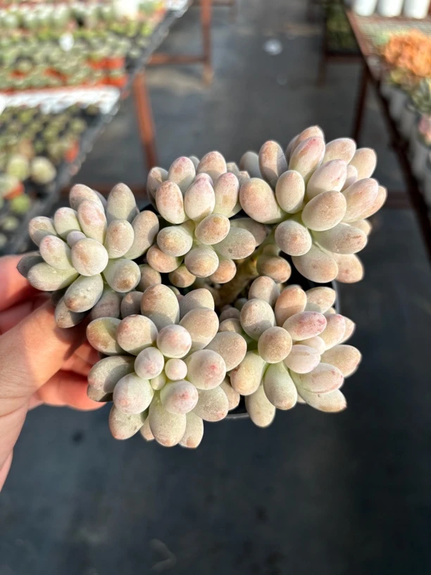 糖豆美人多肉11㎝盆 只发新疆一单包邮