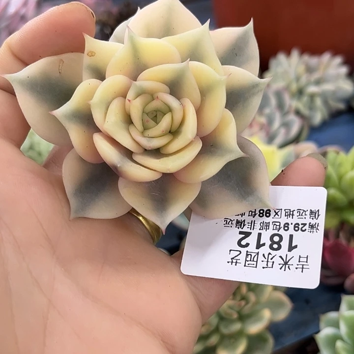 1812贝加尔湖腹轮锦炸多肉