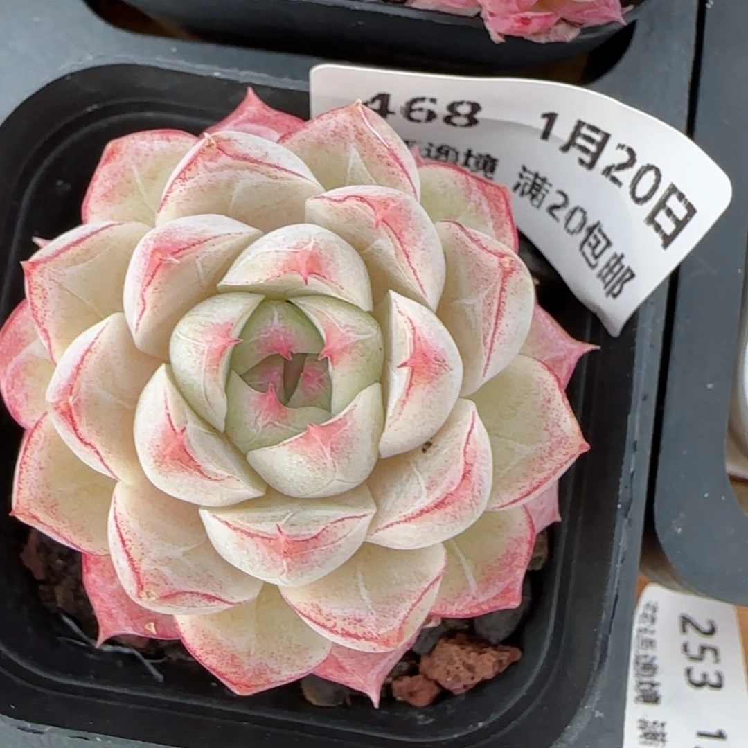 花语逸境0120-468