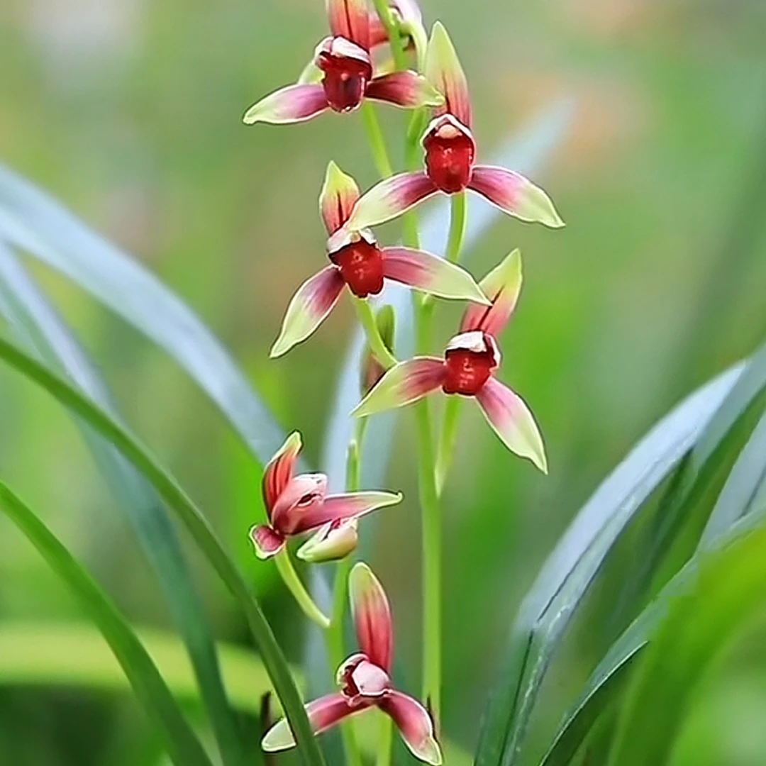 正品国兰一物一拍浓香名品精选