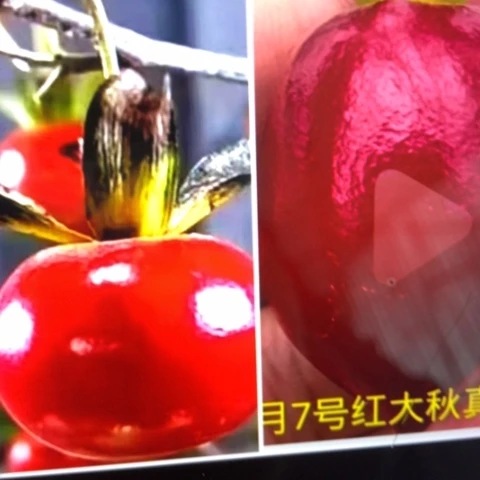 无花朵柿右加红大秋