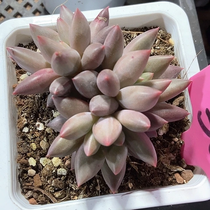 多肉植物车厘子30多肉