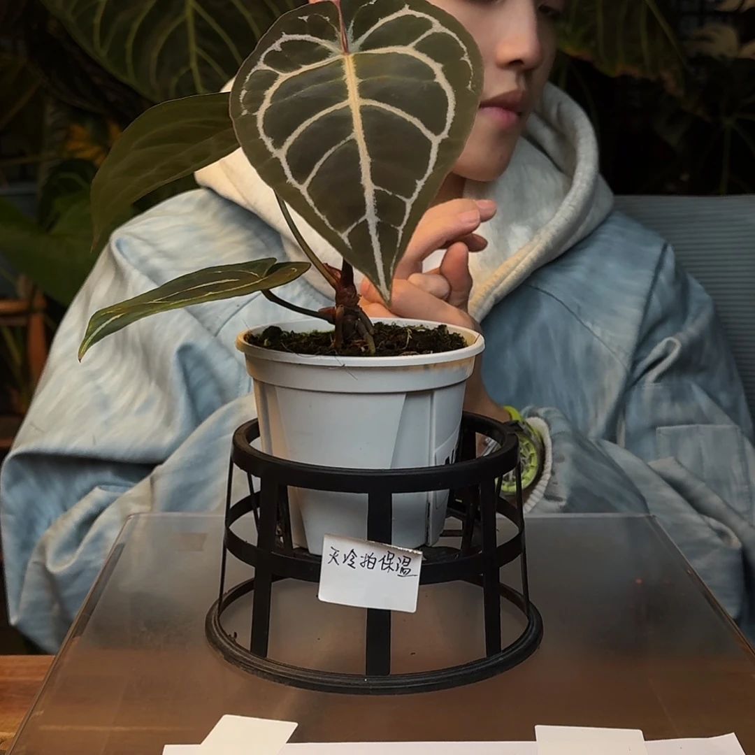 完全开放W57大风车