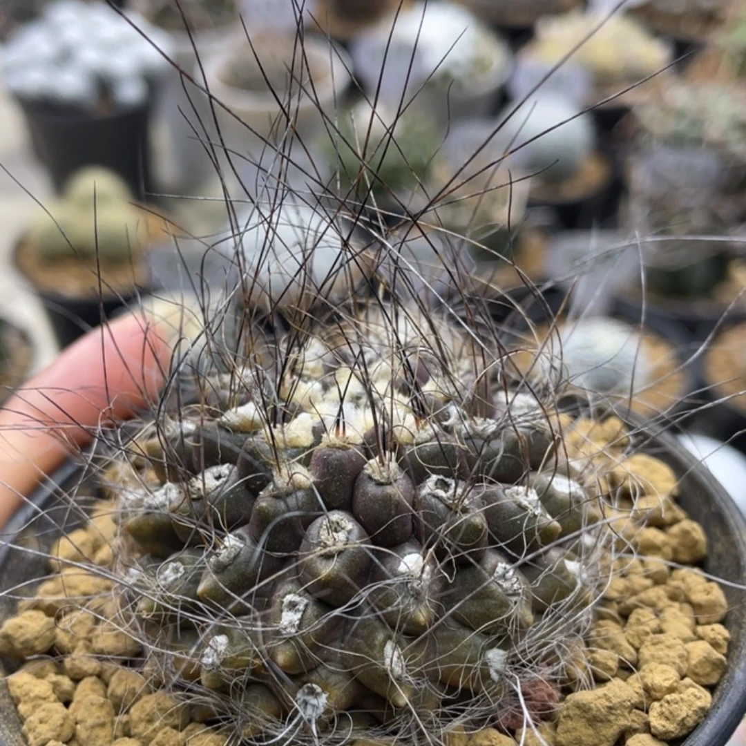 软刺智利          实生根