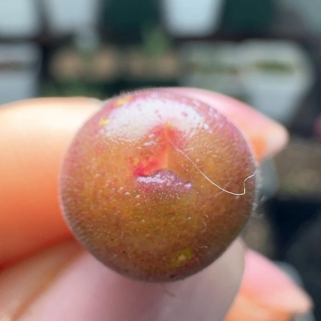 111长毛翠滴奔奔0000