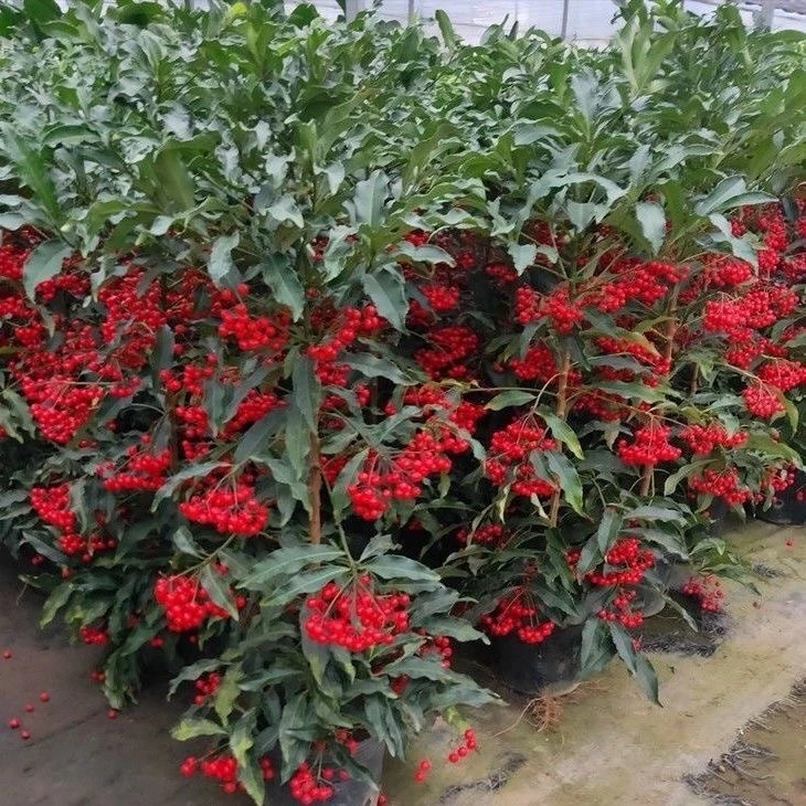 富贵籽带果盆栽室内客厅喜庆好养绿植金玉满堂花卉植物