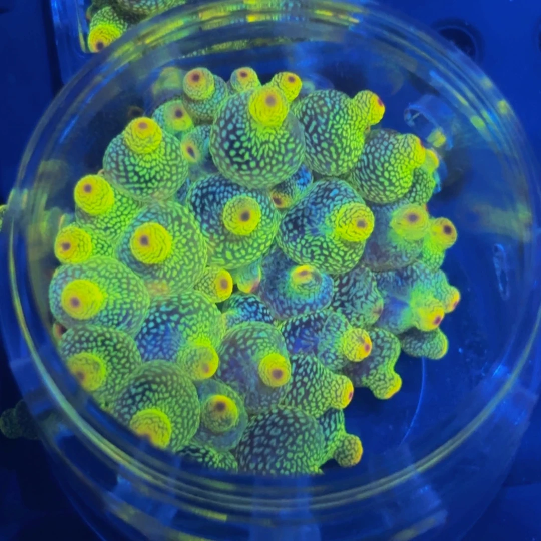 纽扣珊瑚奶嘴一颗