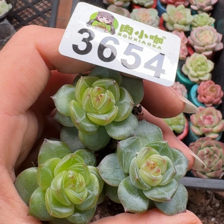 多肉植物多肉植物