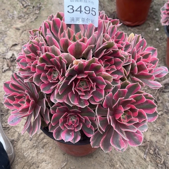 3494女妖多的多肉的