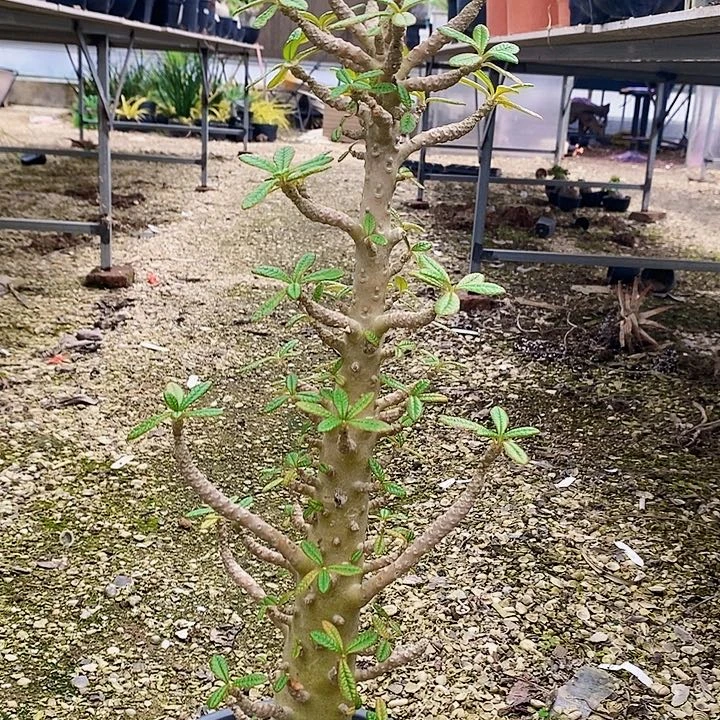 巨流桑 多肉 A-1