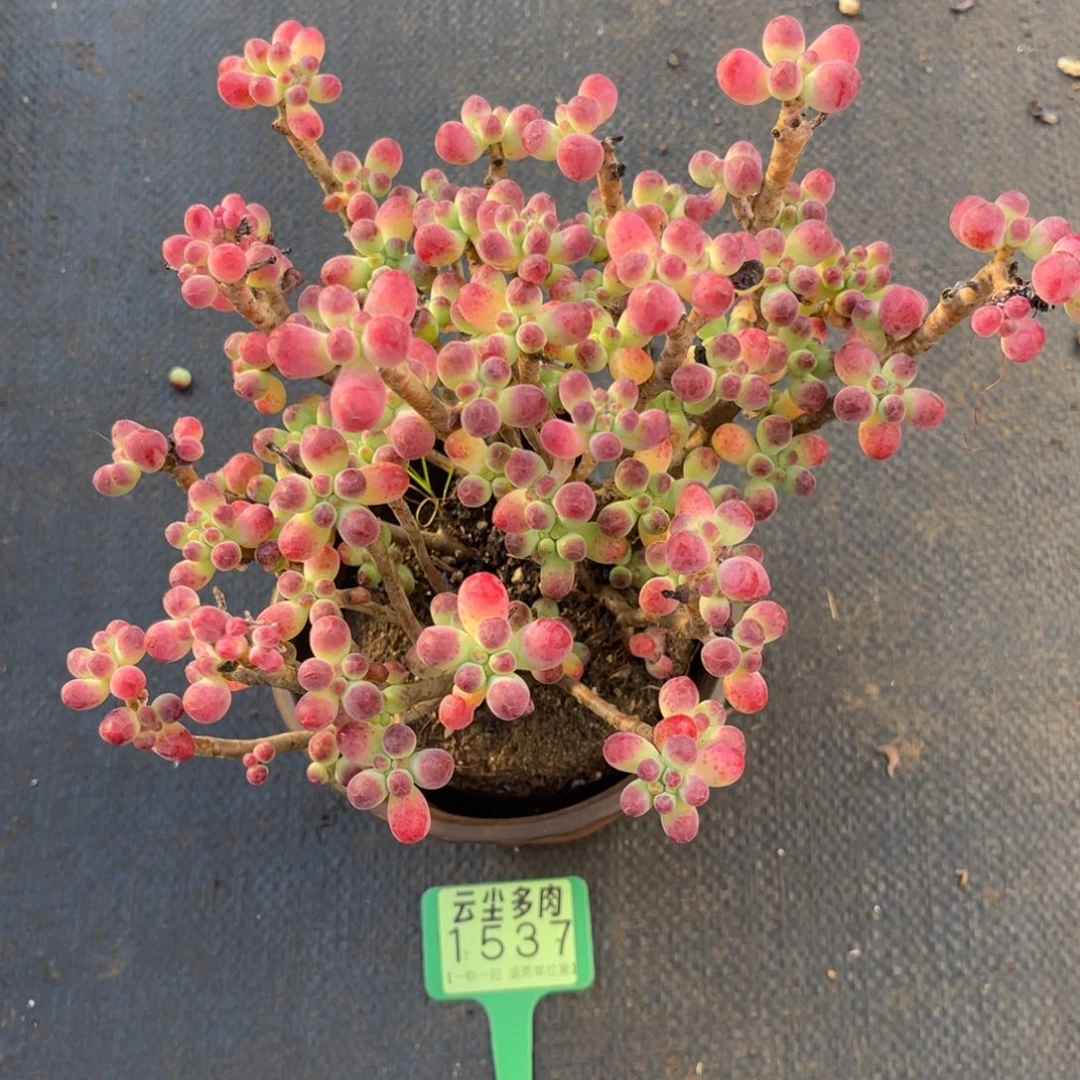 云尘多肉一物一拍1537