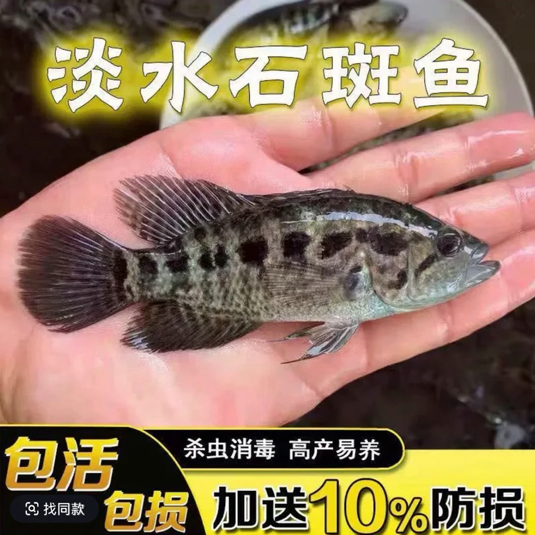 淡水石斑耐养易活观赏鱼家鱼