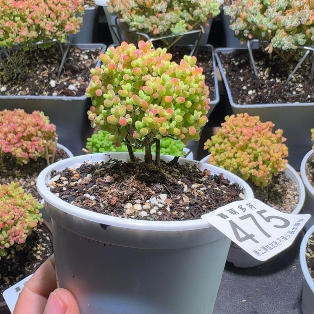 枝干番杏蜜橘糖球475